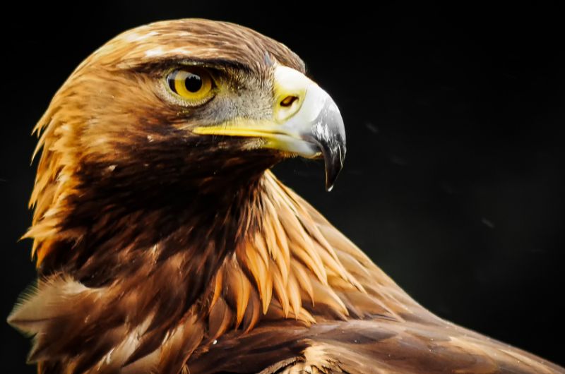 Spirit guide eagle